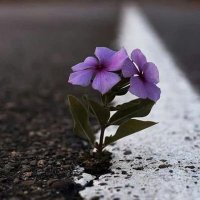 kudsu_lene (@kdsulene) Twitter profile photo