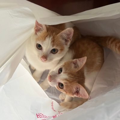 sanooknuknook's profile picture. system.out.print(‘hello’);