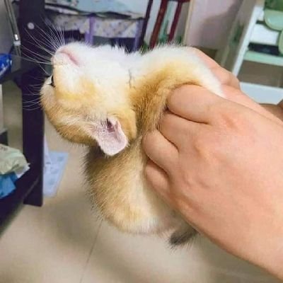 ichnameistIKA's profile picture. 