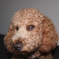 TotallyCancelled (@totallycanc3l3d) 's Twitter Profile
