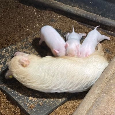 GoziraMom's profile picture. 2022年12月からゆるりとhtml勉強中。2月開講のデイトラ求職者訓練web制作科応募。30代半ば2児のシングルマザー。 養育費と歯科衛生士のパートで生計立ててます。 IT業界右も左もわからない状況だけど、進みながら道を見つけて行きたいです。