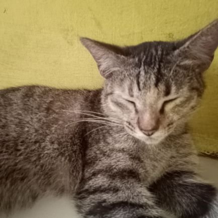 kamu_jiwaku's profile picture. 