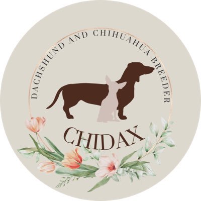 Kennel Club Assured 5 * Licensed Breeders of Miniature/Standard Smooth/Long Haired Dachshunds & Chihuahuas in Devon https://t.co/EWQ9XGrMcm