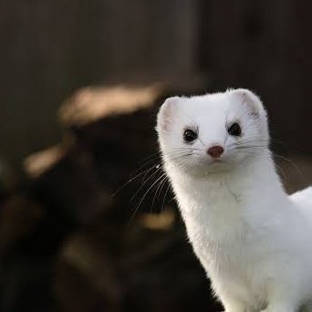 ruoyeissoft's profile picture. 21↑ • 🔞 dead dove consumer 🔞 •  notifs off