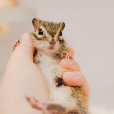 お迎えしたのは後ろ脚のないシマリスちゃん。 情報収集といつか誰かの参考になれば…! 3匹のシマリスやいろんな小さな家族と暮らしています→ @tiisaimono_