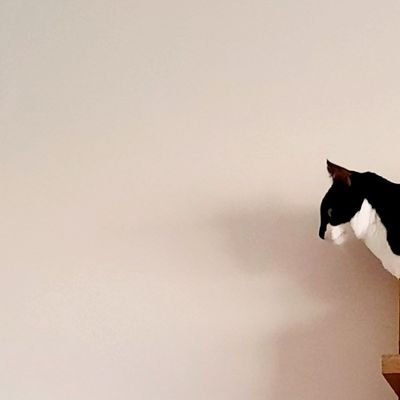 NaoFalhaUma's profile picture. Bolsonarista mata!!!