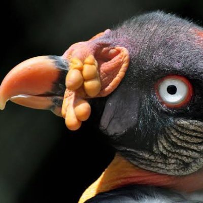 Uruburei011's profile picture. Bicando sempre pra esquerda!