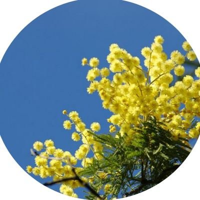ミモザさんのプロフィール画像