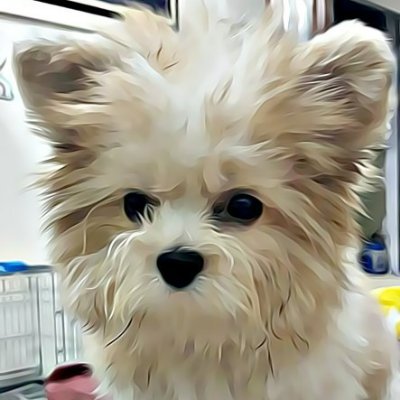 Xiao Mo (The Monster) is a unique breed of Shih Tzu that has brought luck and many joys to our family

Check out my website : https://t.co/NWtxSCl2Bc