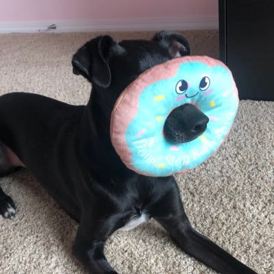 pedrotcn's profile picture. 