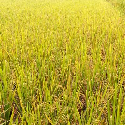 MdRobiu98996869's profile picture. Robeul