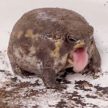 TheSecretVendor's profile picture. shitposting grandpa. 
here for the giggles...and screams.
byproduct of my environment.