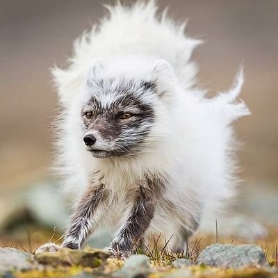 First things first....
FOoD..| JRF @Sciurid_Lab | Wildlife Genomics | literature