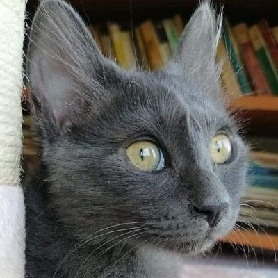 Locuiesc în București, sector 2. Și am o pisică russian blue, pe nume DOLLY! 🐈‍⬛