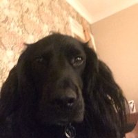 Sarah A-C (@sceac) 's Twitter Profile