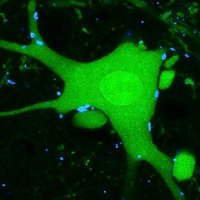 Kaltschmidt-Lab (@kaltschmidt_lab) 's Twitter Profile