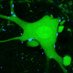 Kaltschmidt-Lab (@kaltschmidt_lab) Twitter profile photo Kaltschmidt-Lab (@kaltschmidt_lab) Twitter profile photo