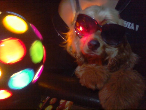 I'm Toby, I'm a fluffy mutt living in the Hollywood Hills and dream of a career in front of the camera, I'm rocking some muttonchops and I'm ready to do it