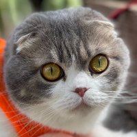 Trail Cats(@TrailCats) 's Twitter Profile Photo
