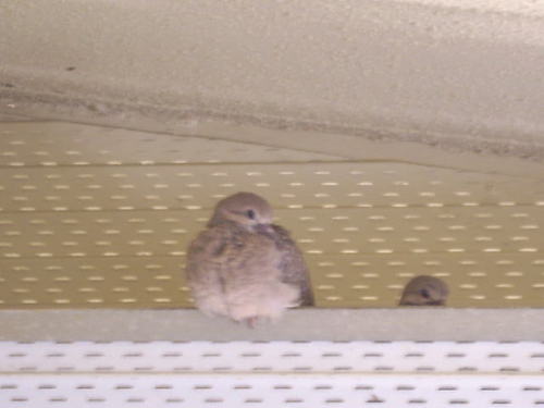 Doves's profile picture. 