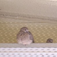 Doves (@doves) 's Twitter Profile