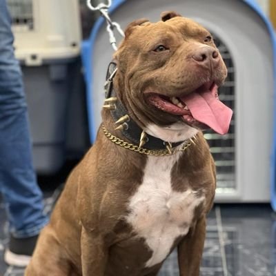 BahramBaraghi's profile picture. instagram:pitbull._.alex