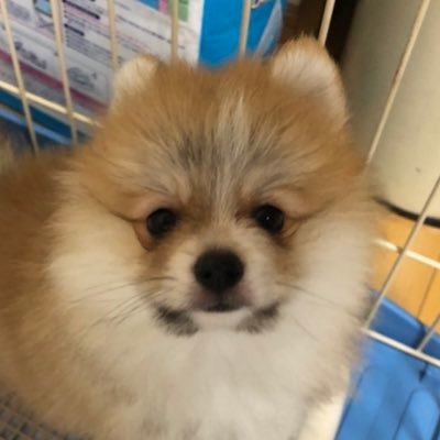 犬 なにわ HiHi レン君2022.5.7🎂 7㌔のちょっとデカポメ