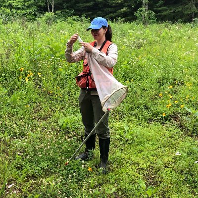 MS student @UMass Amherst, studying wild bees in forests 🐝 🌳 she/her