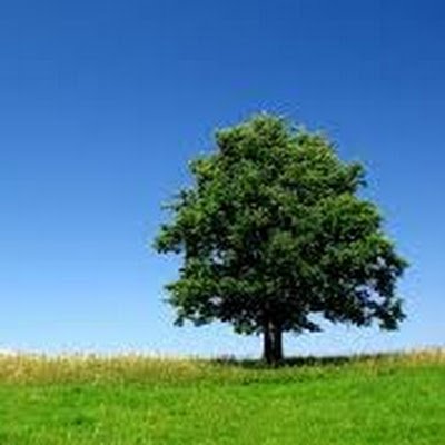 meebalub's profile picture. 