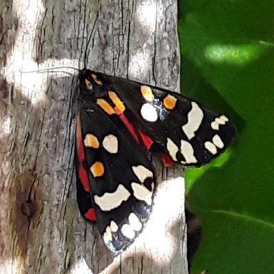 freelanceseopro's profile picture. SEO Consultant with 20 years of search engine optimisation experience: Virgin Money, Virgin Mobile, Nestle, Pearson, RoughGuides, Dorling Kindersley, Pontins