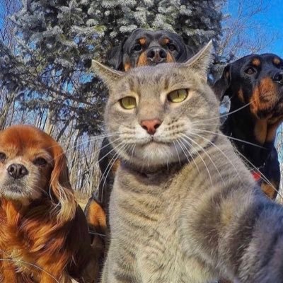 Fadedlight17's profile picture. 