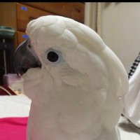 SINA (@sinachannn) 's Twitter Profile