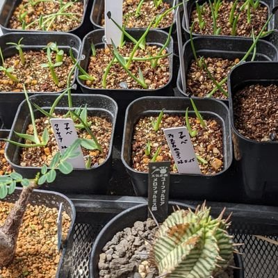 何事もほどほどにがモットー。塊根、多肉植物の育成を始めました。