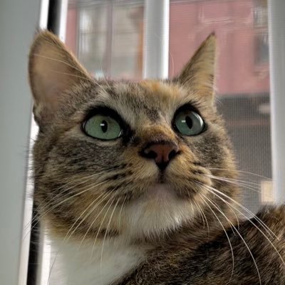 smucat_yobi Profile Picture