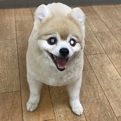 loverofhorsera2's profile picture. 趣味  :  競馬、ゴルフ、阪神タイガース、政治、歴史。

好きなお笑い芸人  :  モンスターエンジン、スマイル

こう見えてクリスチャン