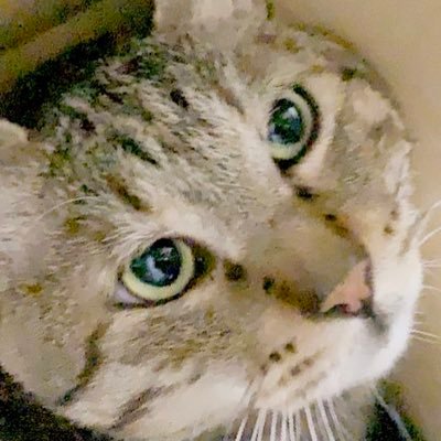 PinkSlime5's profile picture. 20⬆️/あんスタ⚡️青葉つむぎ/2.5➡️@KudoHiromu / 猫写真🐈‍⬛名前フィ太郎 / ジャニヲタ➡️🌹💜/QIN’S➡️ONER💜