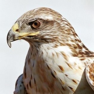 KaizerTaka's profile picture. 福岡県北九州市在住 / 40代 / 業者❌ / 巻き込みリプ❌ / 月水金の18時～22時30分は反応出来ない場合がありますm(_ _)m