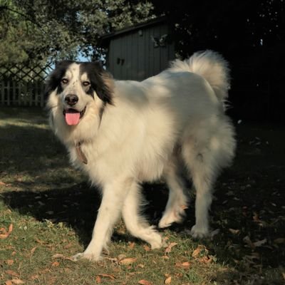 I am a 20 month old Pyrenean Mountain Dog that needs 2 new hips. I live with adopted Mum and Dad, and friends Mac, Bella, Molly and Latte Cat x
#dogs