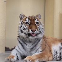 NPO法人釧路市動物園協会(@ZOOKYOKAI) 's Twitter Profile Photo