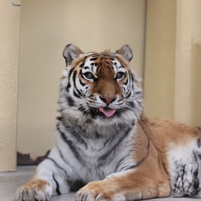 新品/釧路市動物園/アムールトラ/ココア/ブランケット/ひざ掛け