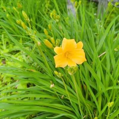 こけさんのプロフィール画像