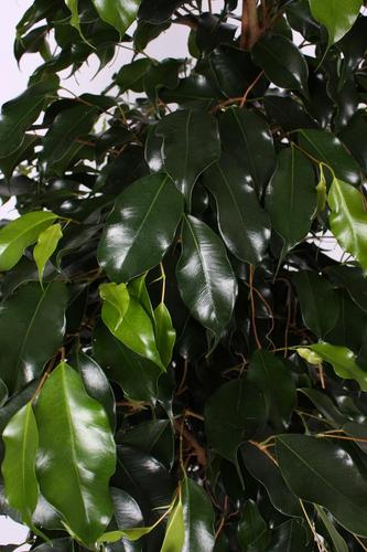 Kweker van Potplanten ( Ficus, Hibiscus en Zamioculca ). Gespecialiseerd in exclusieve soorten.