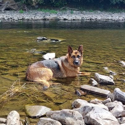 German Shepherd pups who love chasing balls