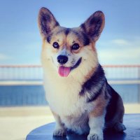 Gav Weston-Chen (@gavweston) 's Twitter Profile