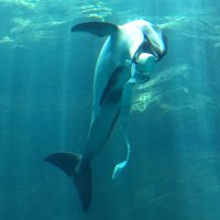 眞（ナオ）@ノブライバー🐬山配者⛩（時々取引） (@hrdol_ikbelu) Twitter profile photo