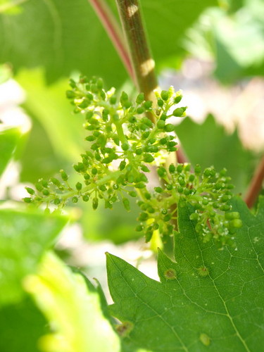 I'm an artifice for red and rosé wines in Cyprus