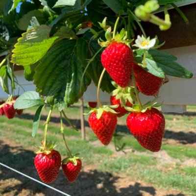 Kimihaimadoko's profile picture. 欧州在住の2児の母。ツイ日本語ですが情報収集で英語ツイいいねRT引用したりもします。