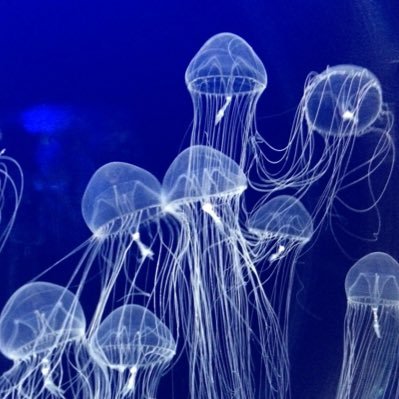 gumtyyyy's profile picture. 👦🏻小6長男➡︎ADHD＋ASDの読書好き／👧🏻小5下の子➡︎ADHD、性別違和でジェンダー外来受診中。2人とも手帳B2で書字困難LD。いいねは共感。DM基本見てません。お返事フォロバ遅れがち🙇‍♀️