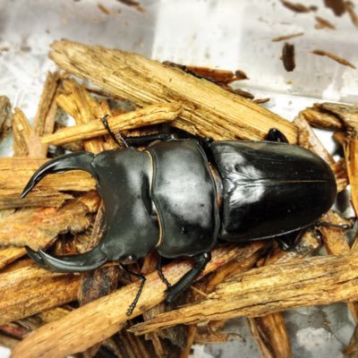 nakaziii's profile picture. 