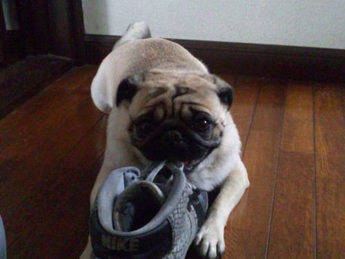 kokodeyasu's profile picture. 踊って旅してる。そんな人です。踊ることが大好きです。パグと野球が好き。最近は野球好きな人とお話したいです。